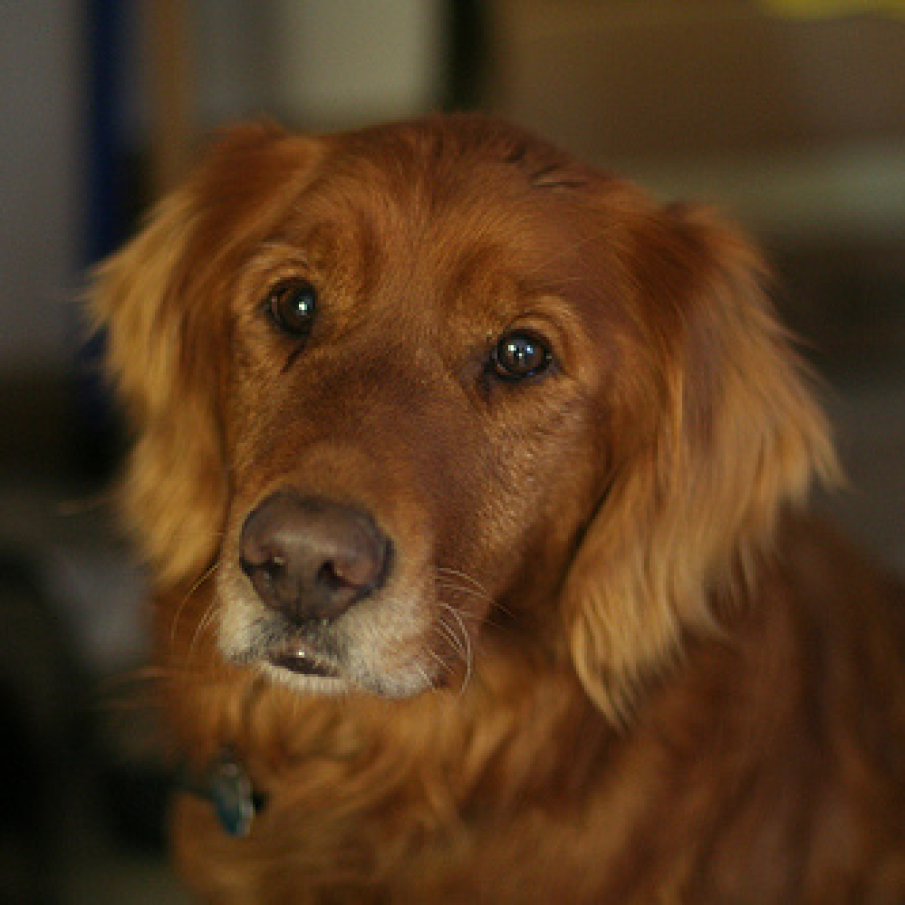 Golden Retriever