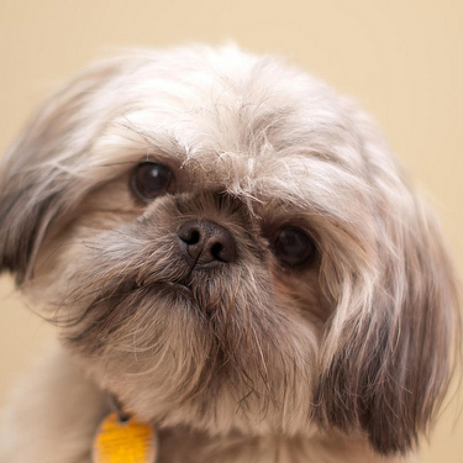 Shih Tzu