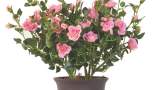 Planta Mini Rose 