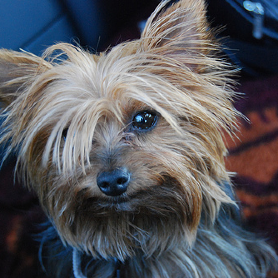 Yorkshire Terrier