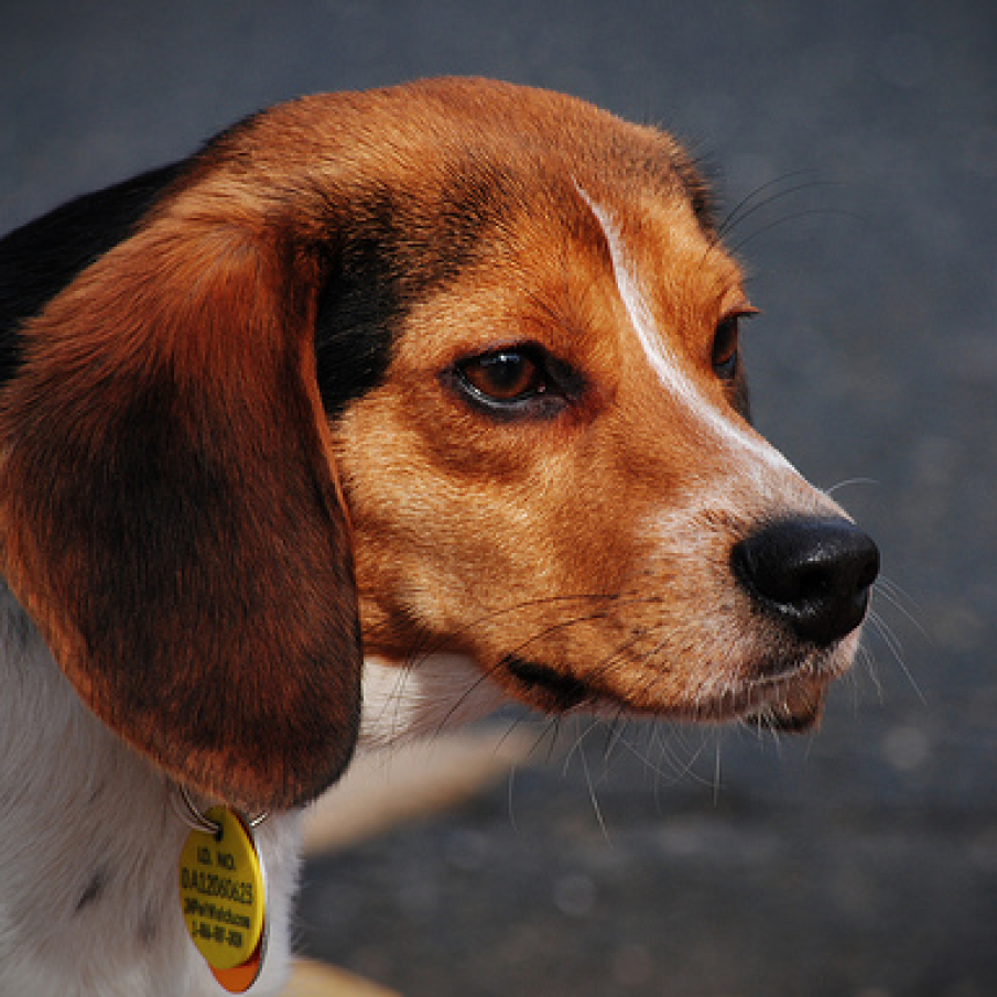 Beagle