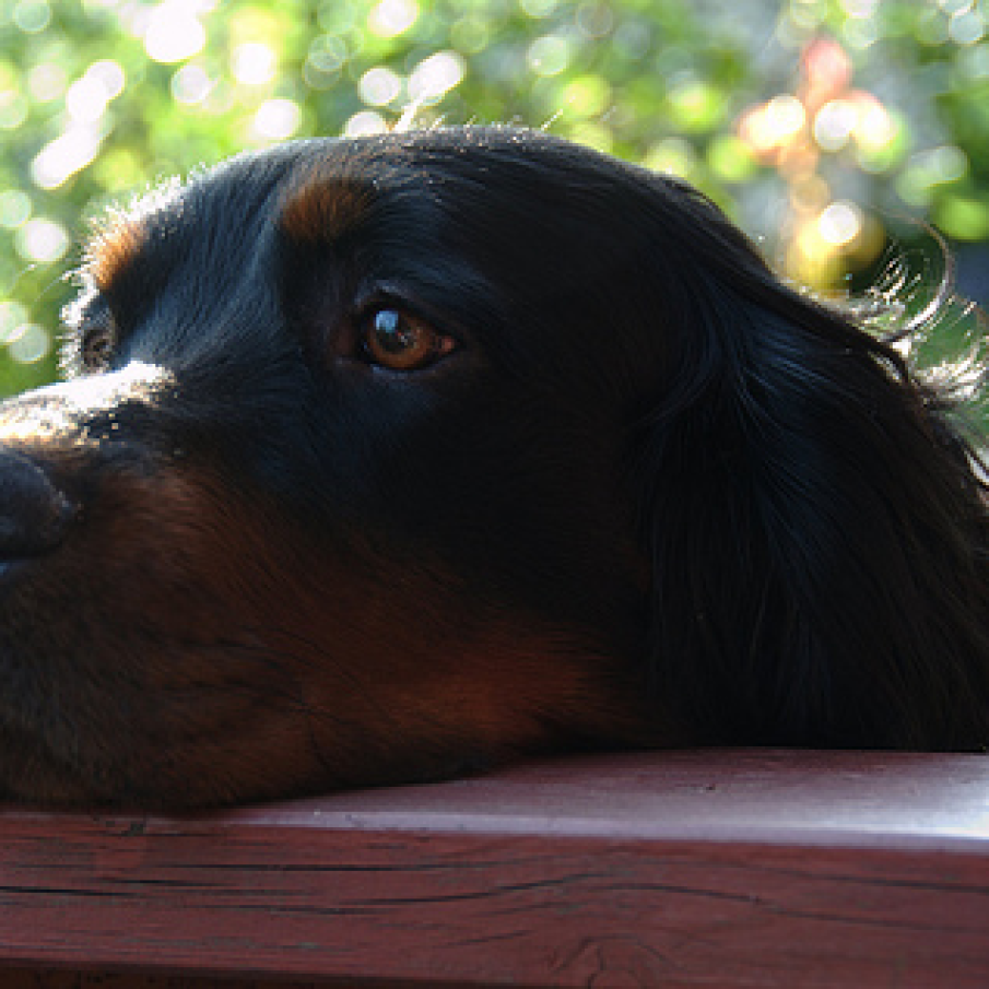 Gordon Setter