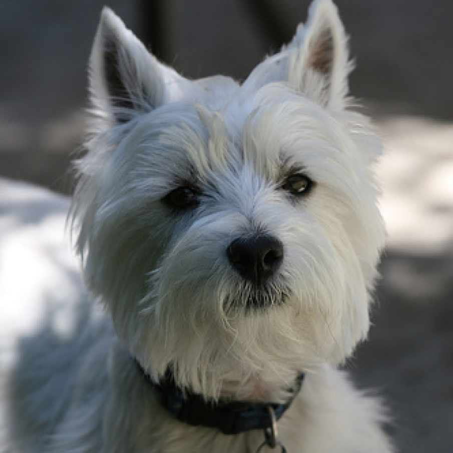 Westie