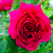 8 beneficii și utilizări uimitoare ale petalelor de trandafir