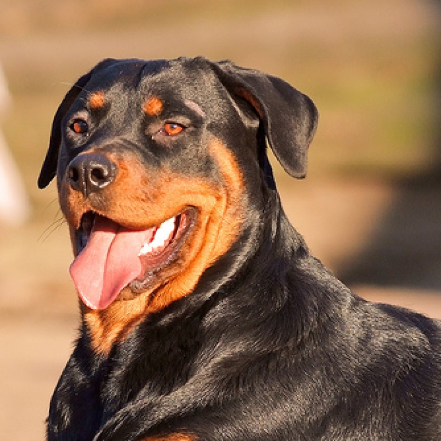 Rottweiler