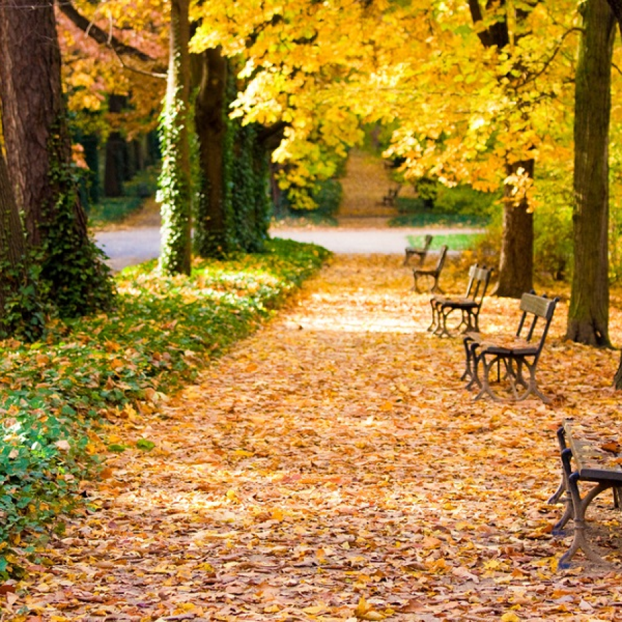 Poezie pe aleile parcului Lazienki din Varsovia 