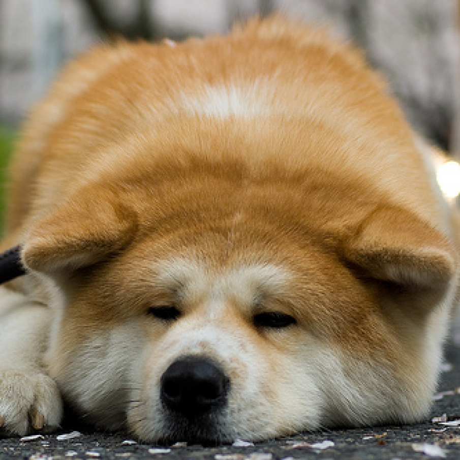 Akita Inu