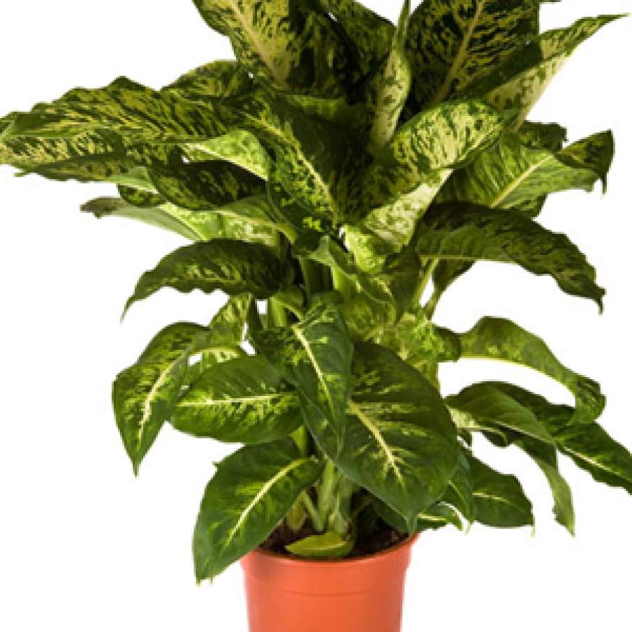 Dieffenbachia