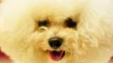 Bichon Frise