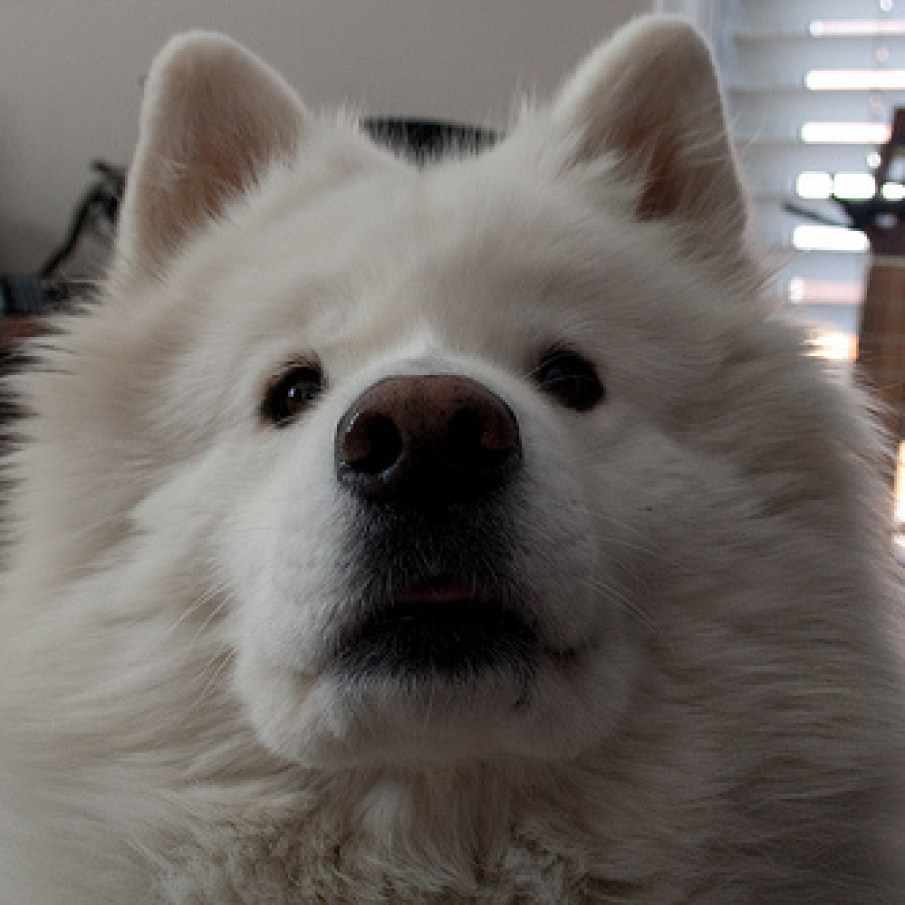 Samoyed