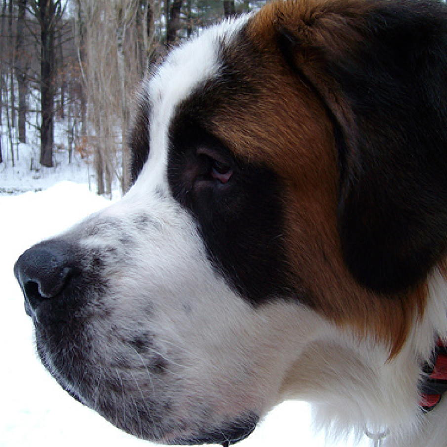 Saint Bernard