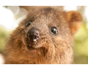 Quokka