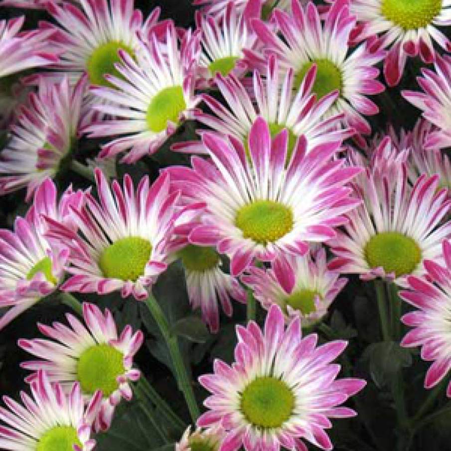 Crizantema (Chrysanthemum)