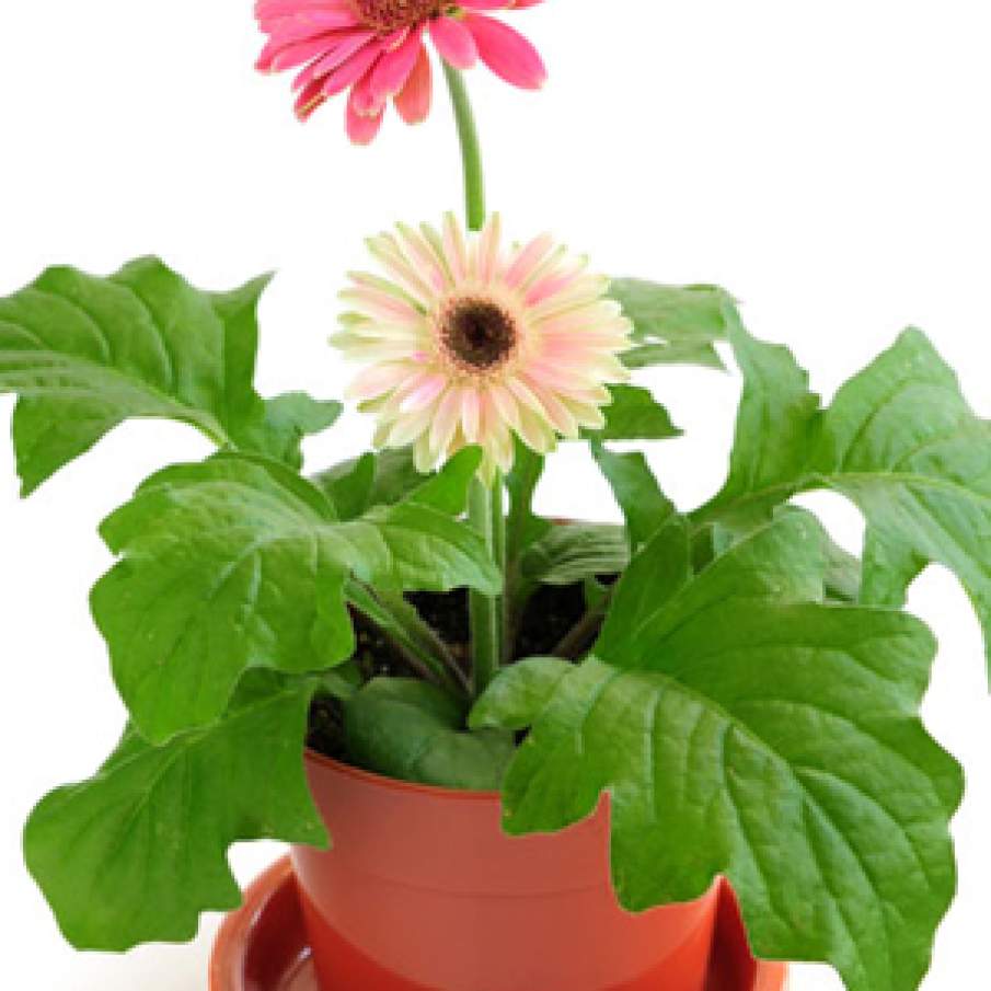 Gerbera (Gerbera jamesonii)