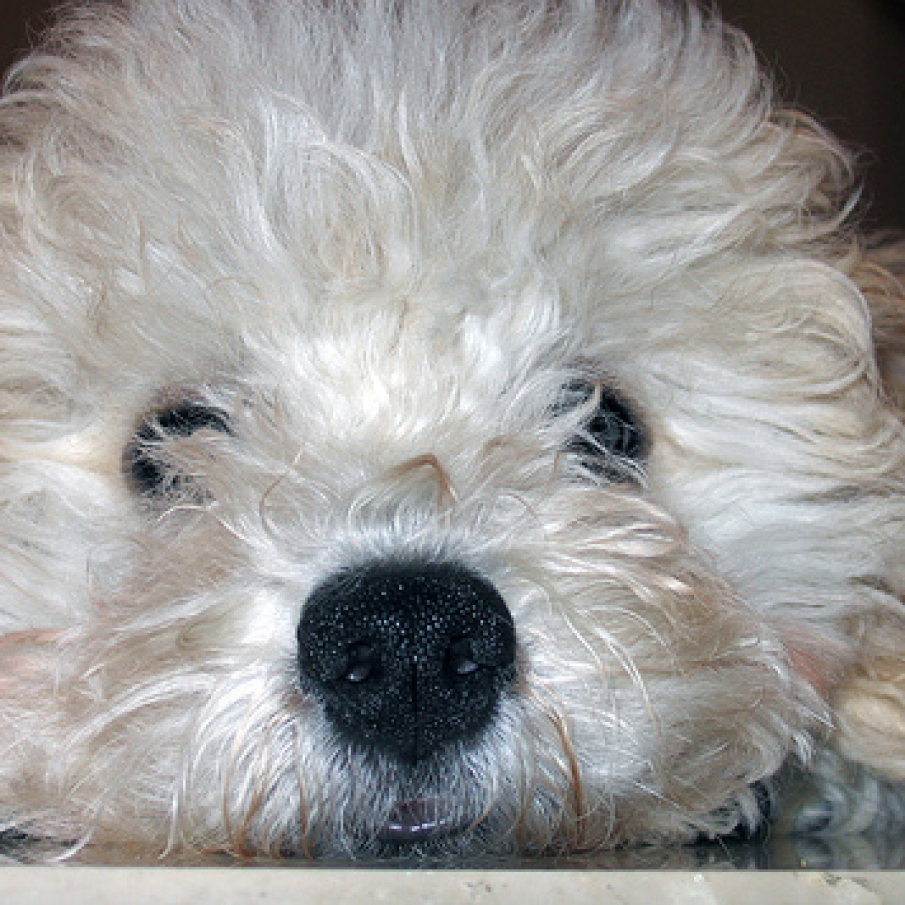 Bichon frise