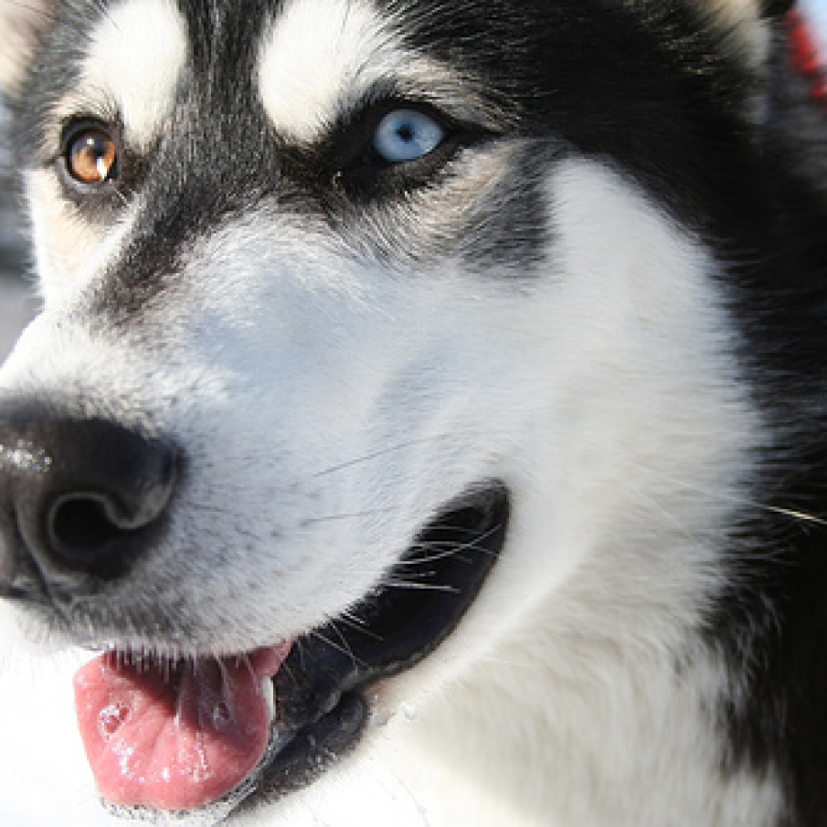 Husky Siberian