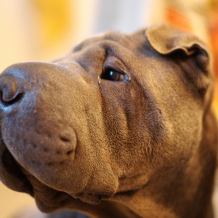 Shar Pei