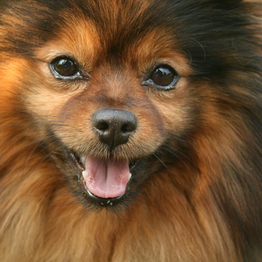 Pomeranian