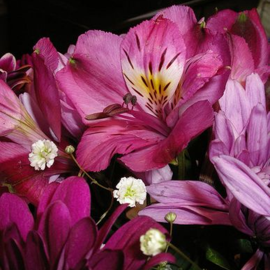 Alstroemeria sau Crinul incasilor